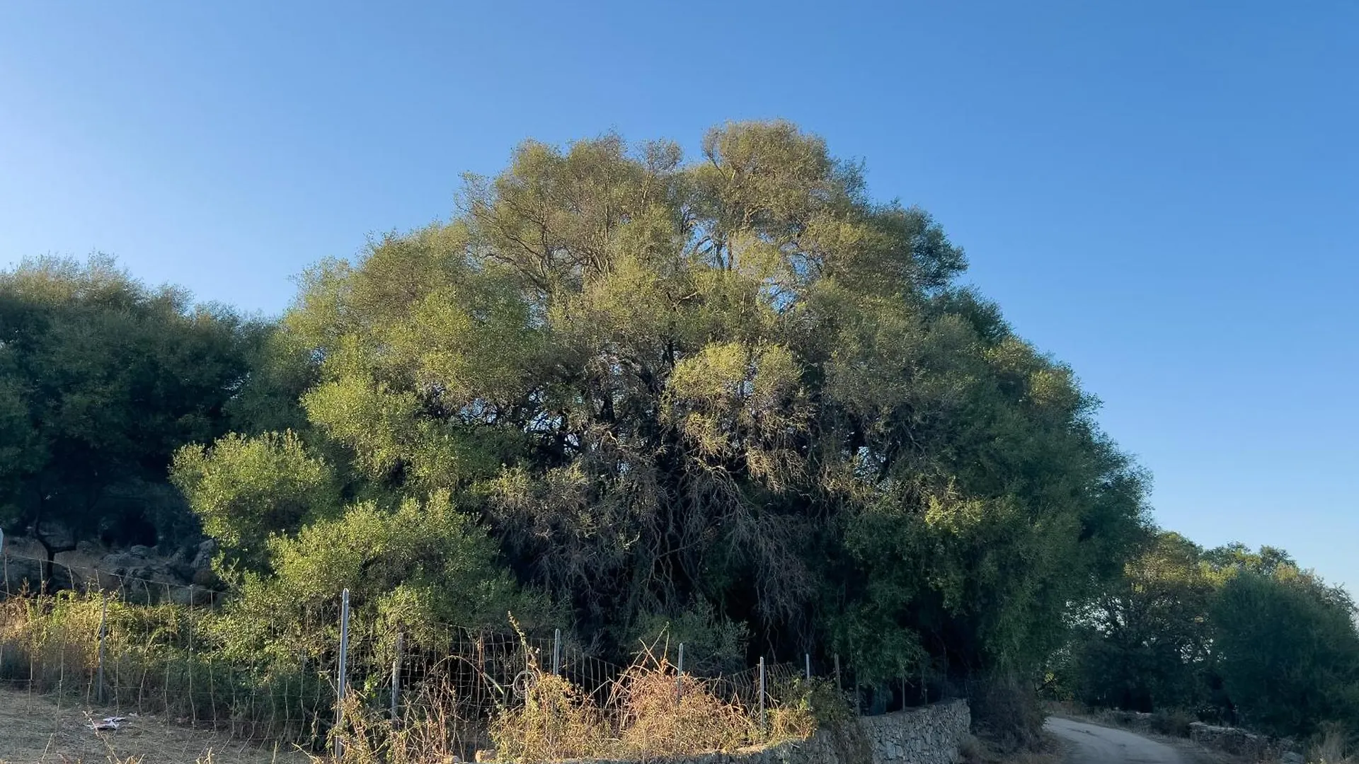 L'Olivastro Mini Country House Sant'Antonio di Gallura